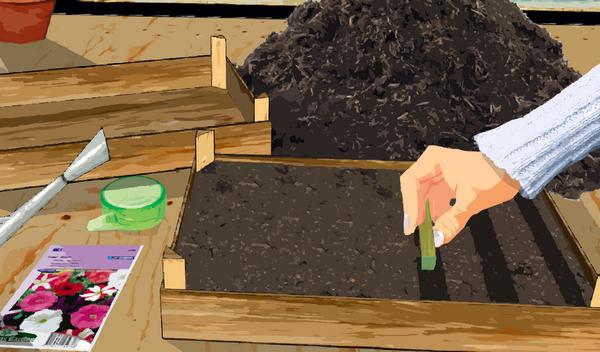Video Comment Faire Les Semis De Petunia